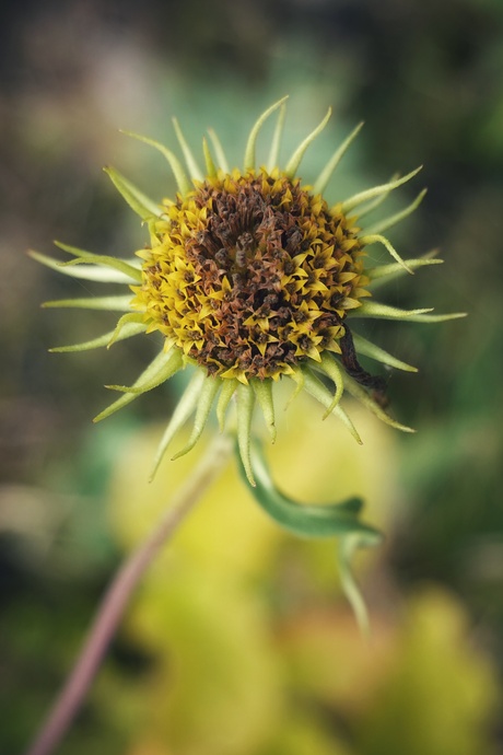 Half uitgebloeide zonnebloem