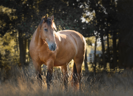 Bruin paard in het avondlicht