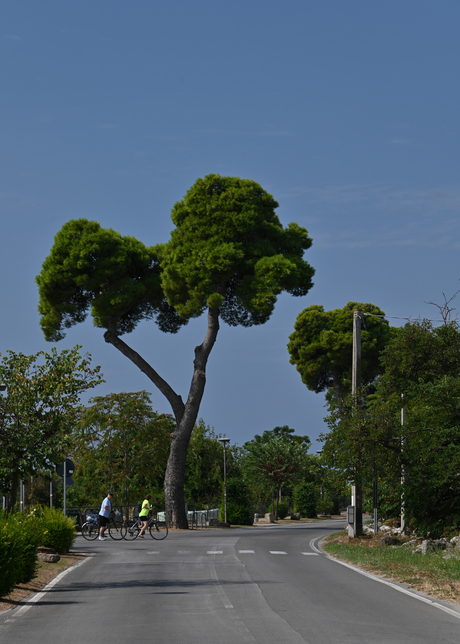 Verdeelde meningen over de juiste weg