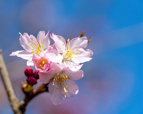 "lente" wat ben je mooi