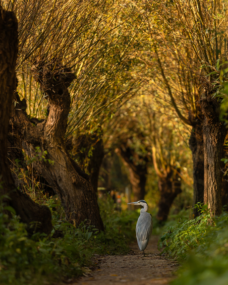 Reiger in het laatste avondzonnetje