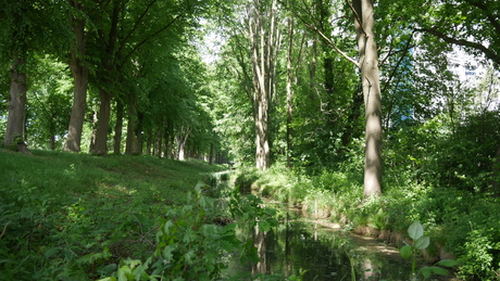 Bomen reeks