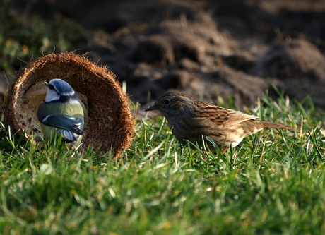 heggenmus ,pimpelmees