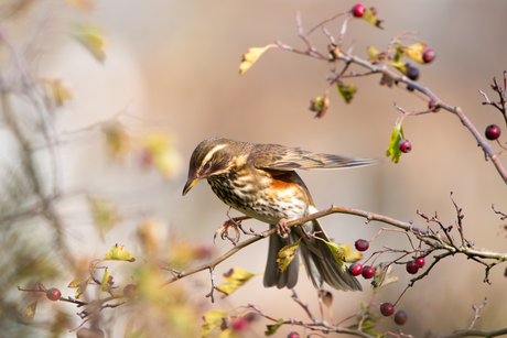 koperwiek tussen de besjes