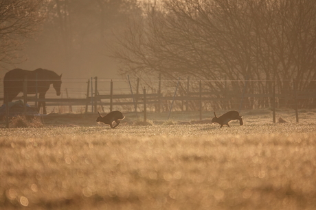 Ochtend in de polders