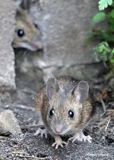 "Psst, zit ze daar nou nog...."
