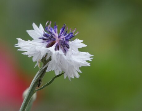 Korenbloem