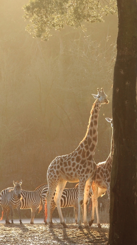 Giraffes in de zon