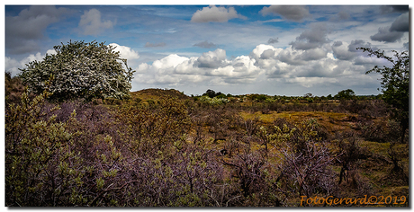 duinlandschap