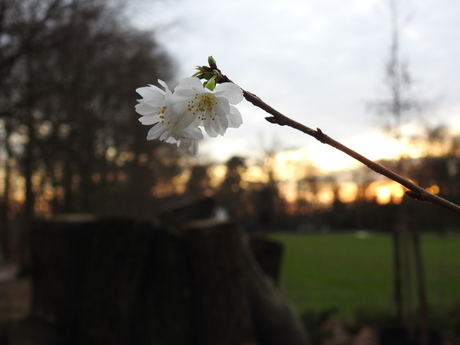 In bloei boven de Broedstoof van het 'Vliegend Hert'.