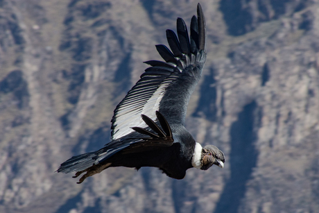 Condor in de Condor Canyon, Peru