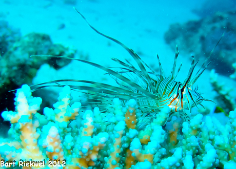 Baby Lion fish