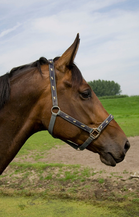 Paard