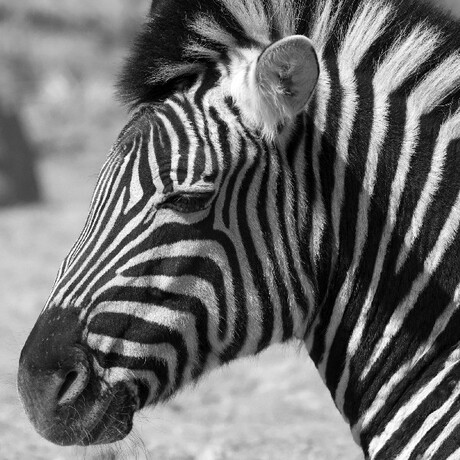 Zebra