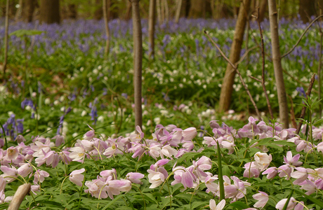 Hallerbos bloemenzee