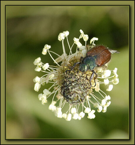 soort kever op bloem