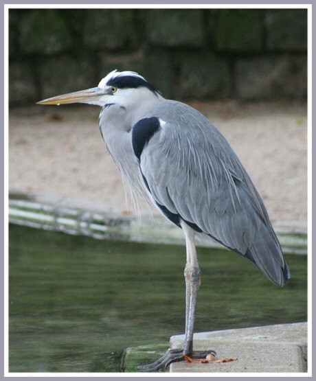 Eenzame Reiger