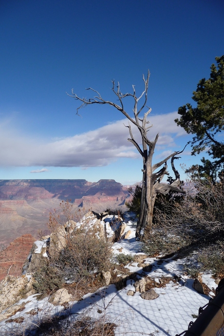 Stilleven bij Grand Canyon