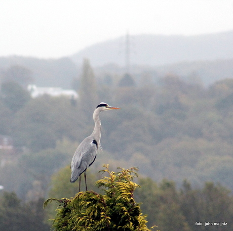 reiger