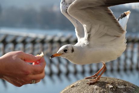 feeding