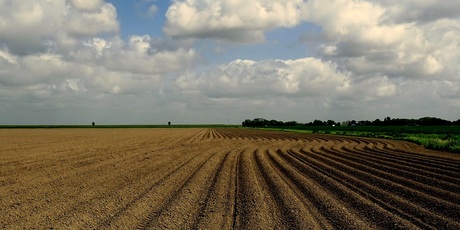 Aardappelen.