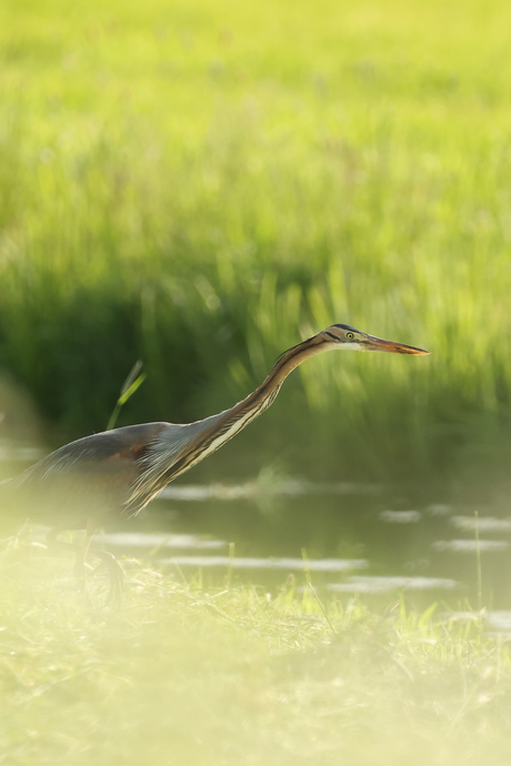 Purper reiger