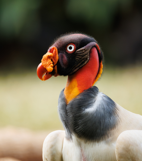 King Vulture