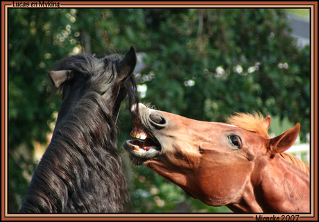 Vechtende paarden