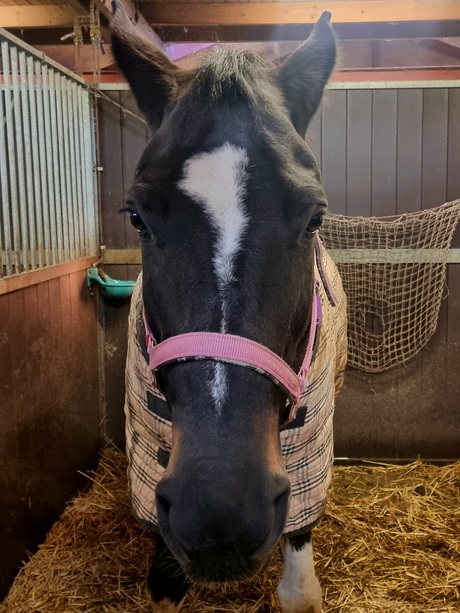 paard