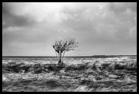 Noordpolderzijl 2006