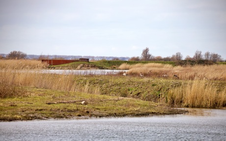 De Beningerslikken 8