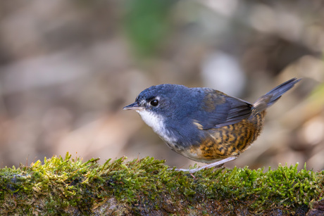 Witborsttapaculo