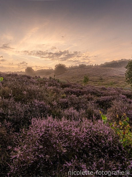 Zonsopkomst op de heide