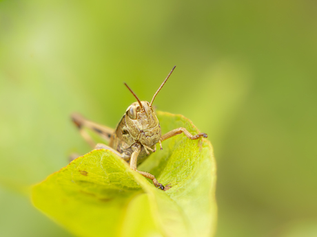 Bruine sprinkhaan