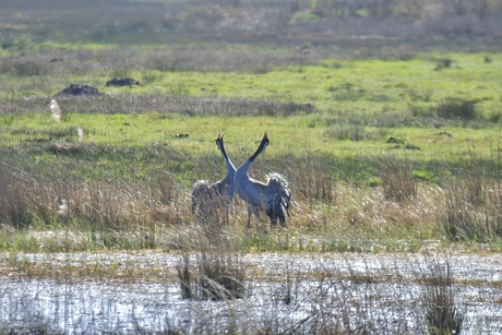 Kranen in het veen..