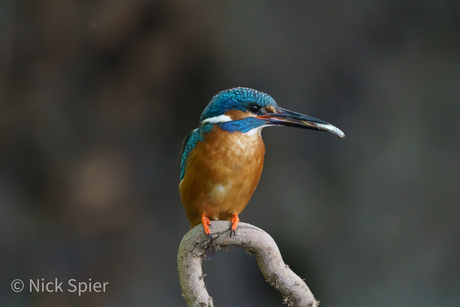 IJsvogel met visje 