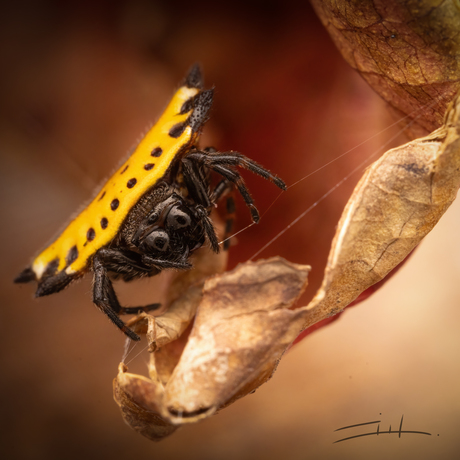 Spiny Orbweaver