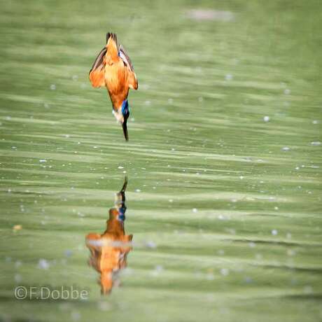 ijsvogel + spiegelbeeld.