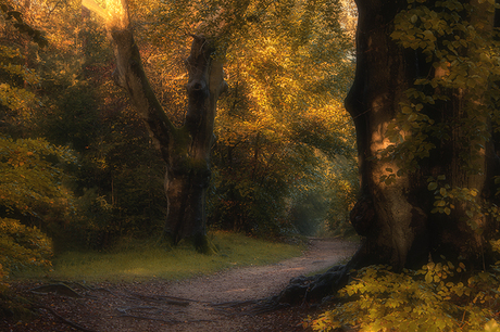 Herfst in het bos!