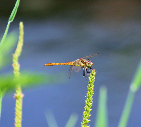 Libelle