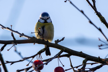 Dons zachte pimpelmees