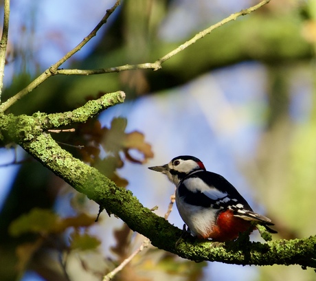 De grote bonte specht 