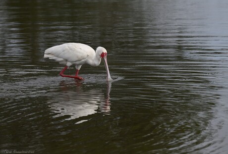 Spoonbill