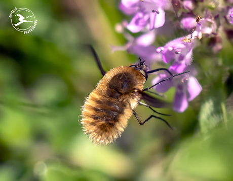 Gewone wolzwever  (Bombylius major) 