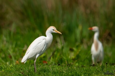 Koereiger
