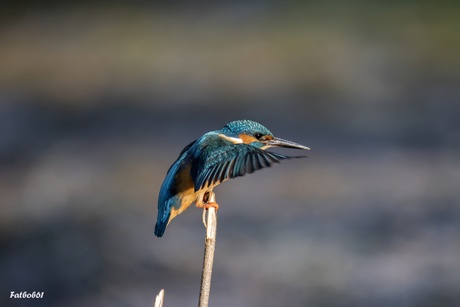 Ijsvogel land op takje