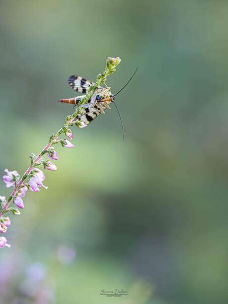 Kleine wondertjes van de natuur 