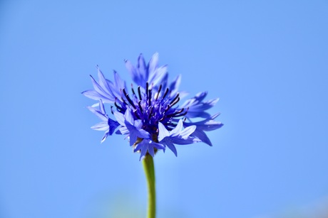 Korenbloem