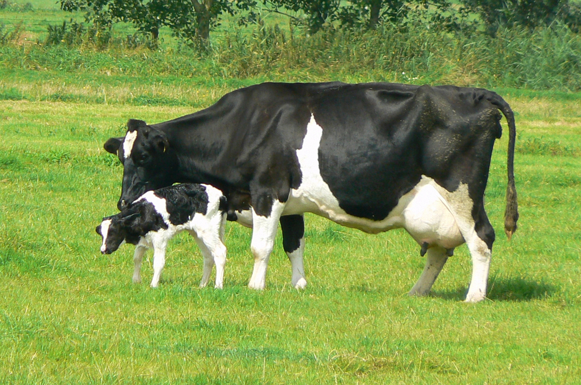 terugtrekken Zonder Glimp koe met kalfje - foto van FractalCaleidoscope - Dieren - Zoom.nl