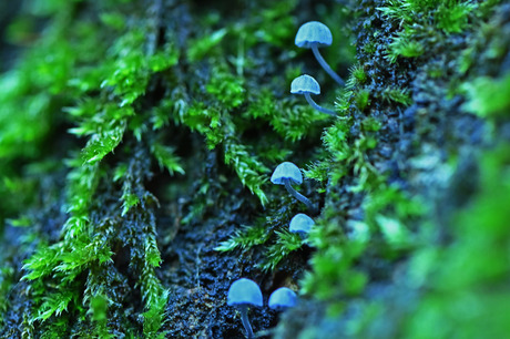 Blauw grijze schorsmycena.